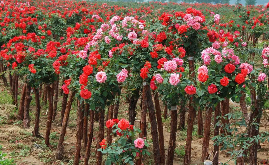 树状月季适合家里养吗