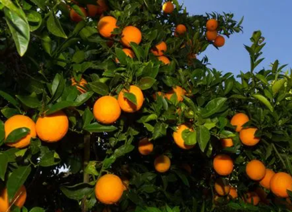 什么时候栽果树最好