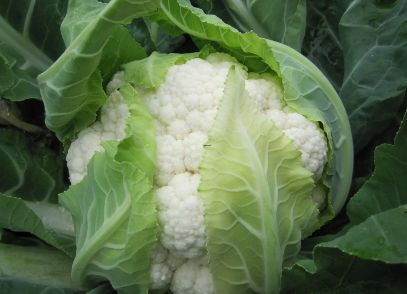 播种花菜最佳时间