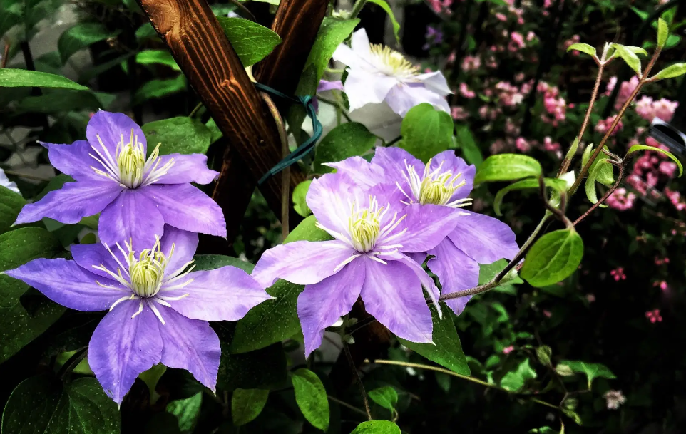 必买铁线莲三类勤花