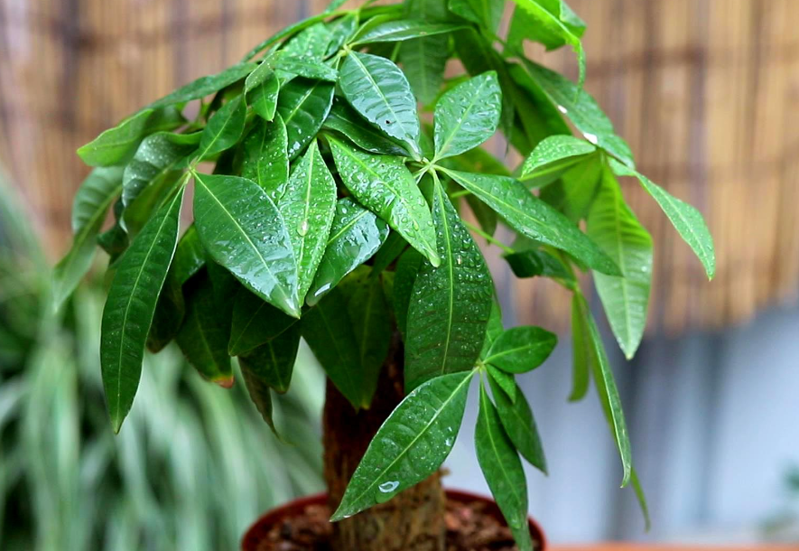 发财树冬天换盆会死吗