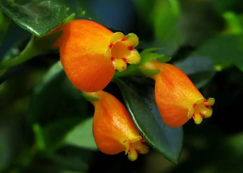 袋鼠花什么时候开花