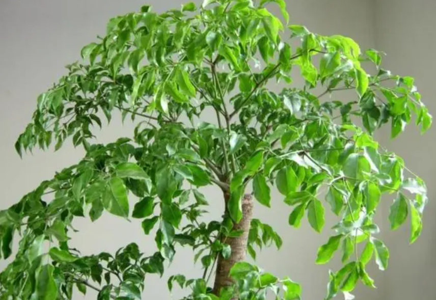 幸福树水浇多了烂根怎么补救