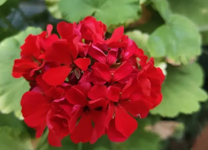 天竺葵从种下多久开花