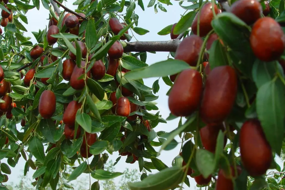 门前为什么不能种枣树