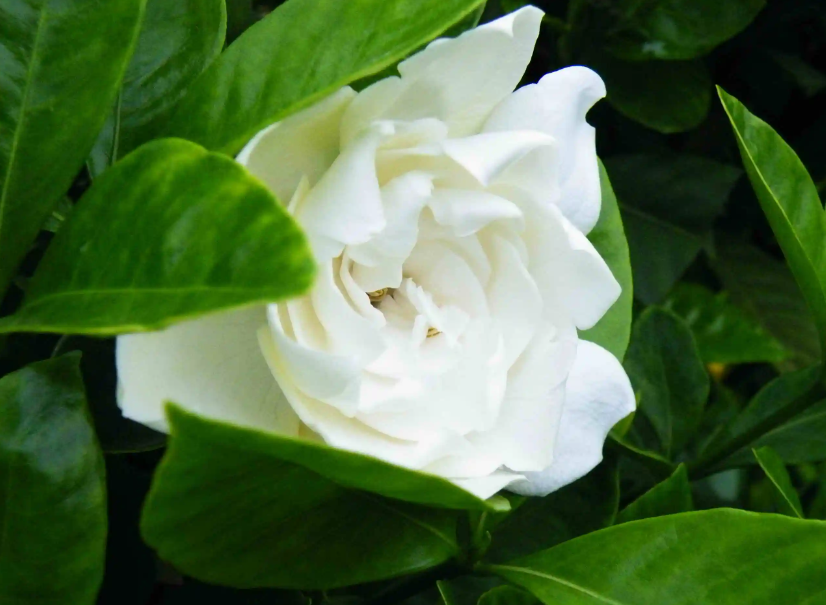 炸过东西的废油可以浇哪些花