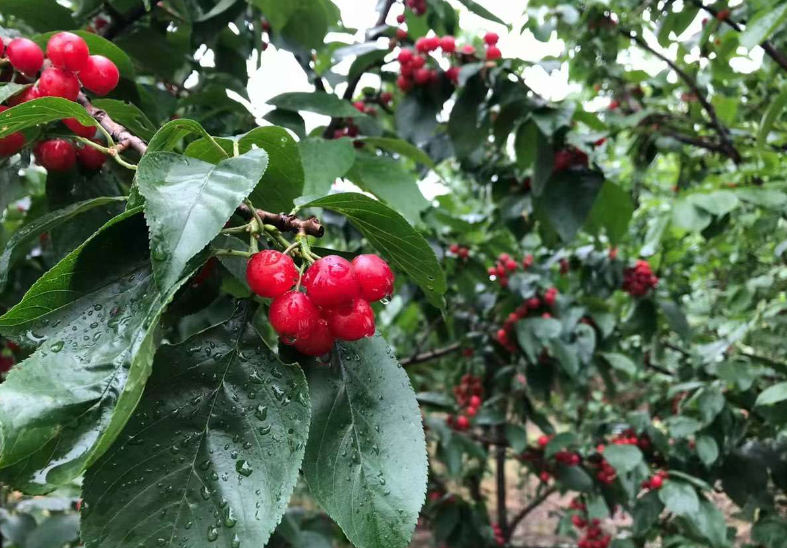 老树桩樱桃树盆景大全