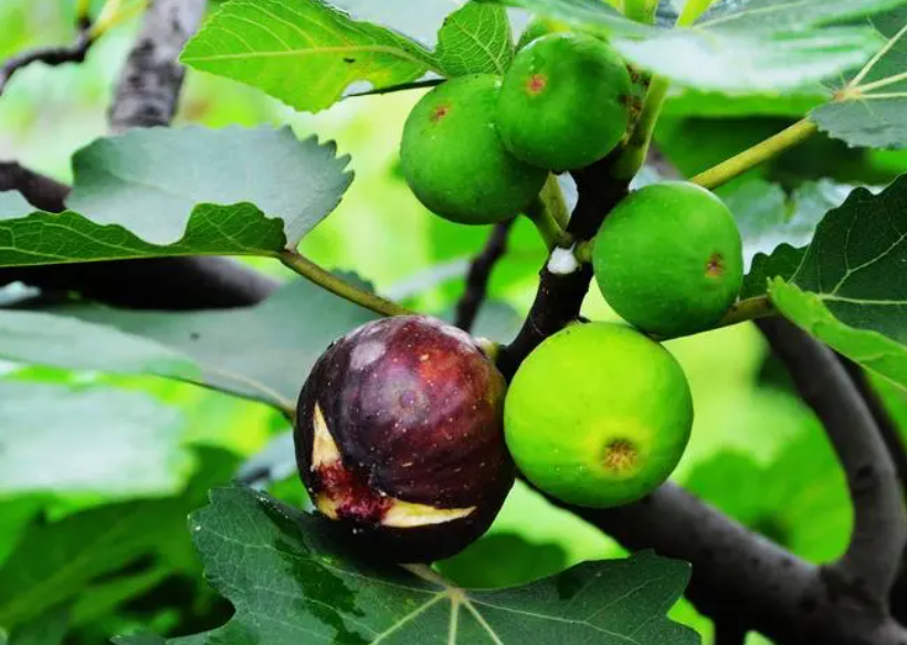 阳台种植无花果需多大的花盆