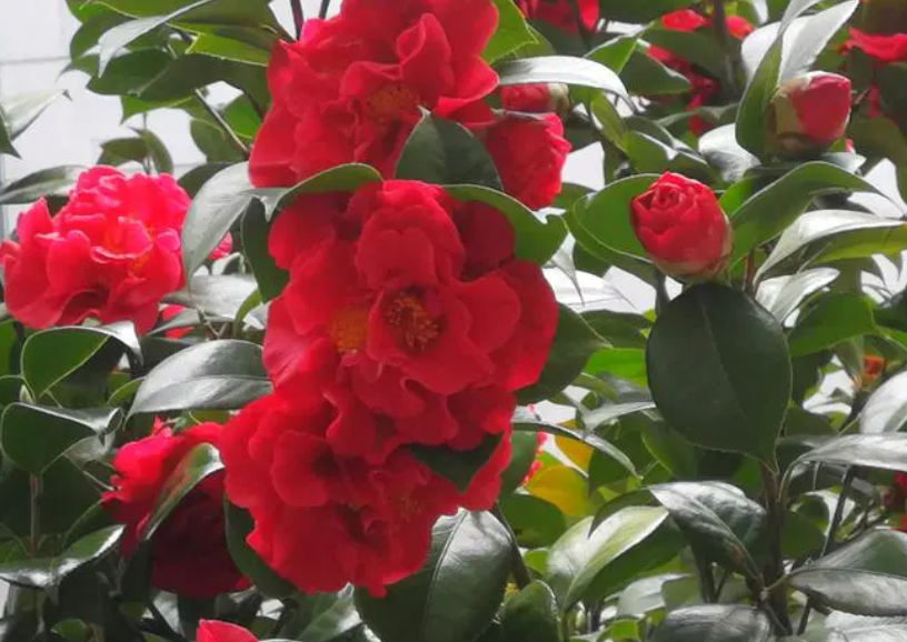 茶花黄叶掉叶子的补救方法