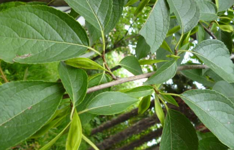 杜仲树一年能长几公分