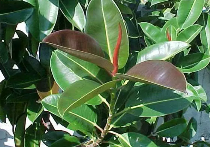 橡皮树的花盆选择方法