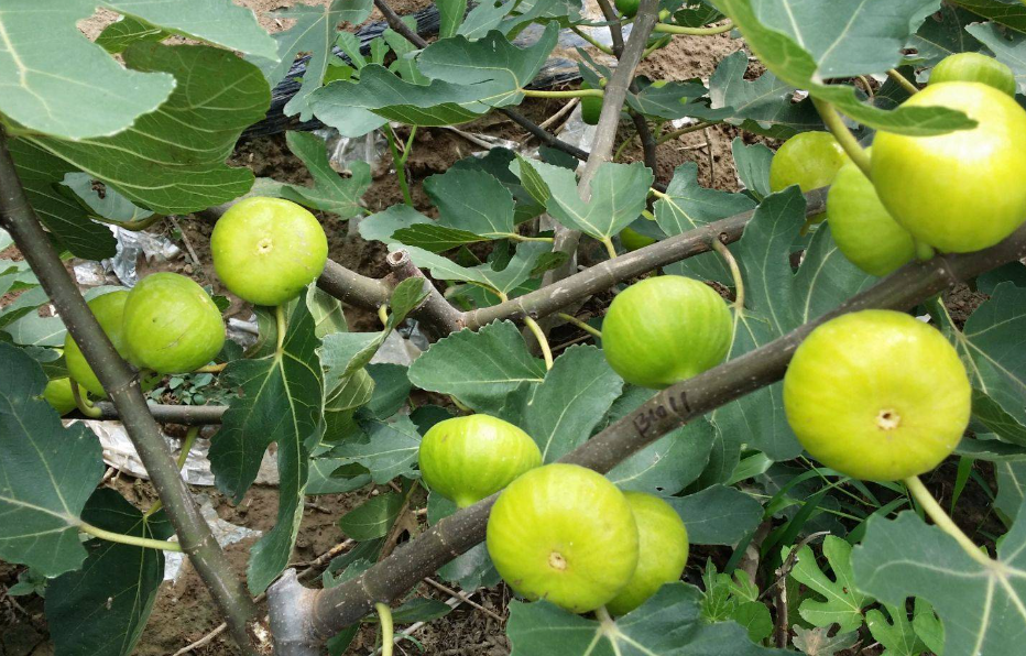 无花果苗什么时候种植最合适