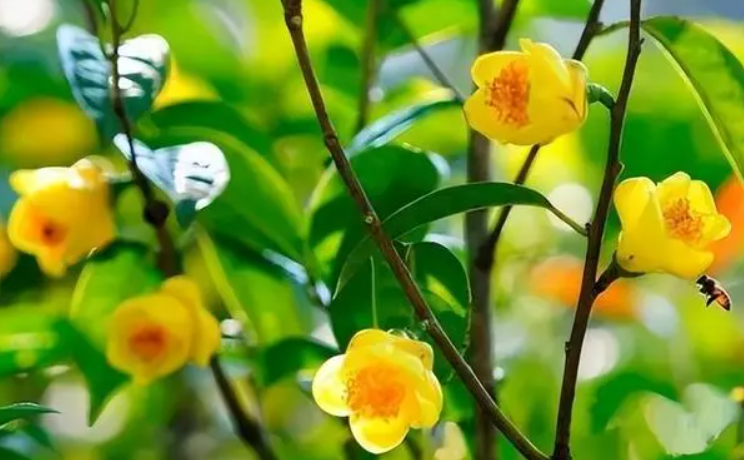 地栽的茶花为何不怕太阳晒