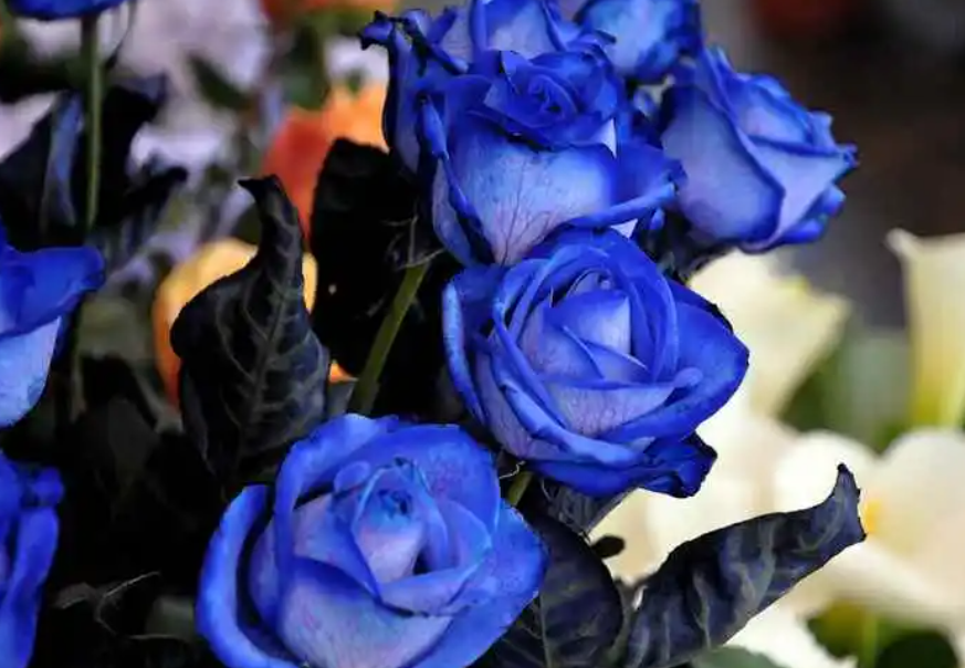 玫瑰花可以扦插繁殖吗