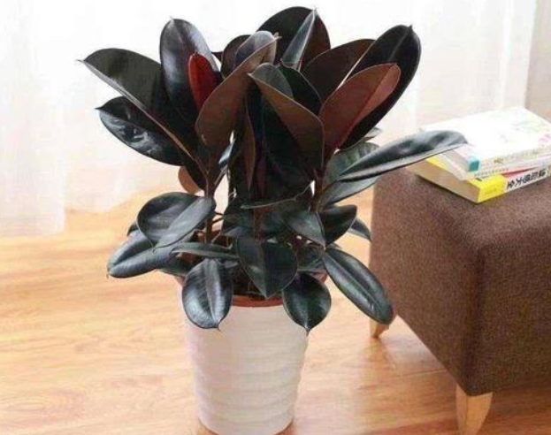 橡皮树的叶子怎么插才能活呢