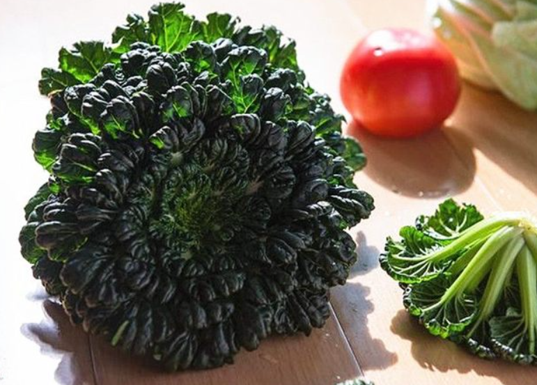 菊花菜几月份种最合适