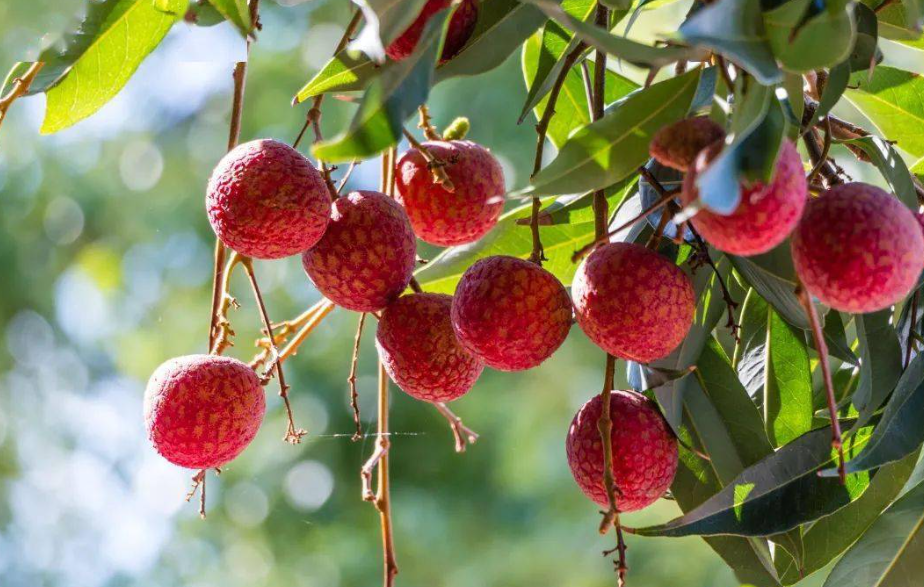 荔枝树一年施肥几次