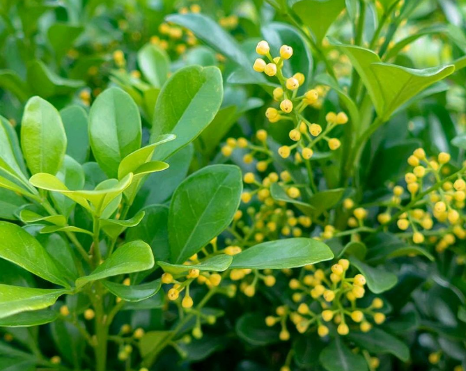 米兰花枯萎有什么补救