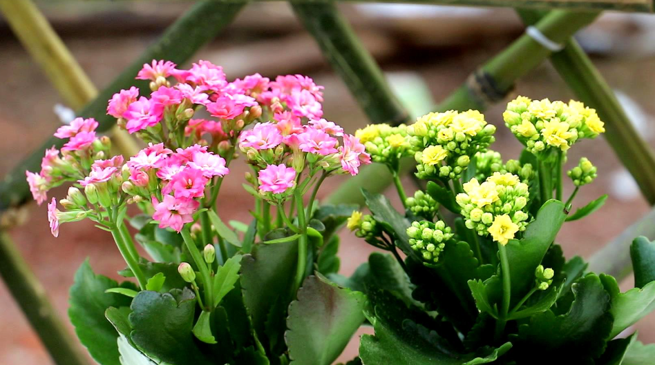 长寿花浇水要浇透吗