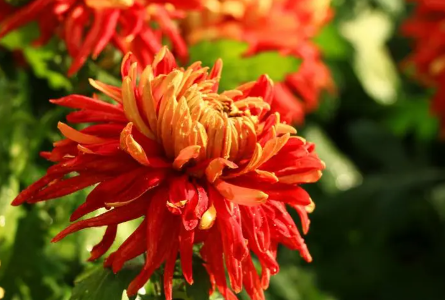 菊花什么时候生长