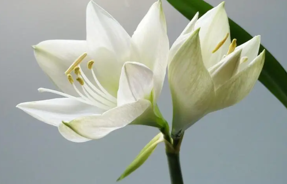 百合花深水养还是浅水养