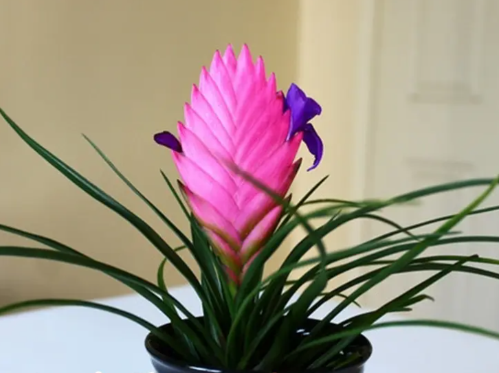 铁扇公主花什么时候开花