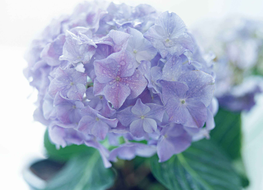 绣球开花期需要施肥吗