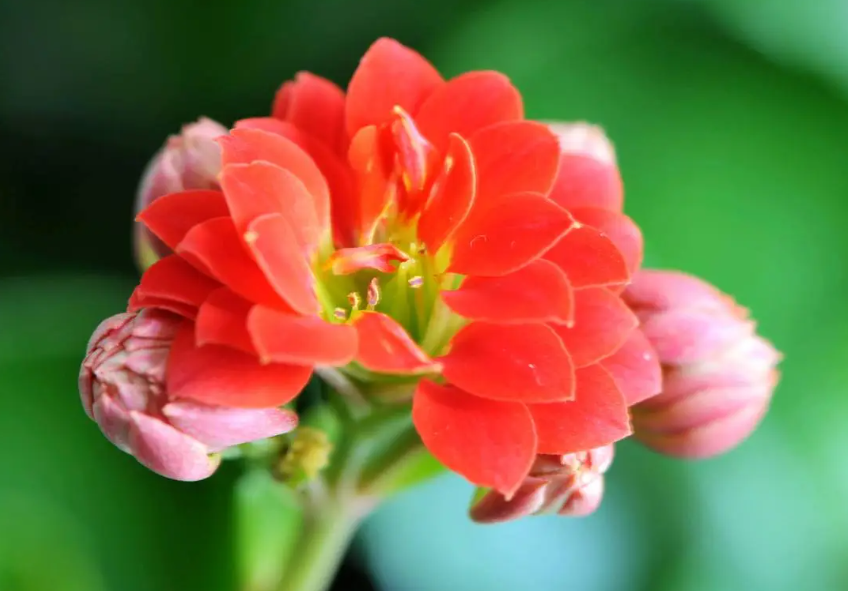 长寿花开花可以施肥吗