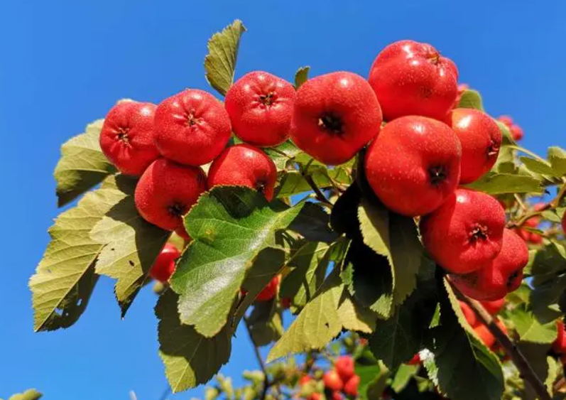 大门两侧种山楂树好吗