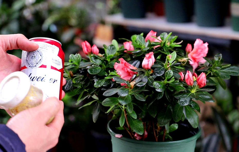 啤酒浇花的正确方法适合浇什么花
