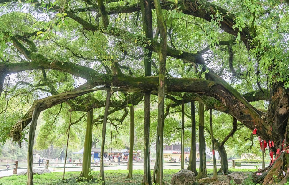 榕树叶片发黄脱落