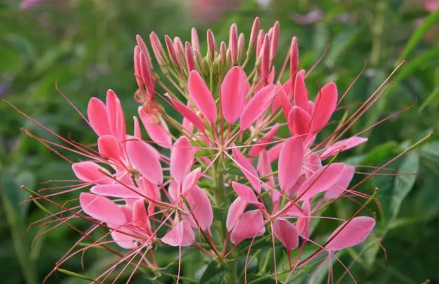 醉蝶花种子直接撒地里可以吗