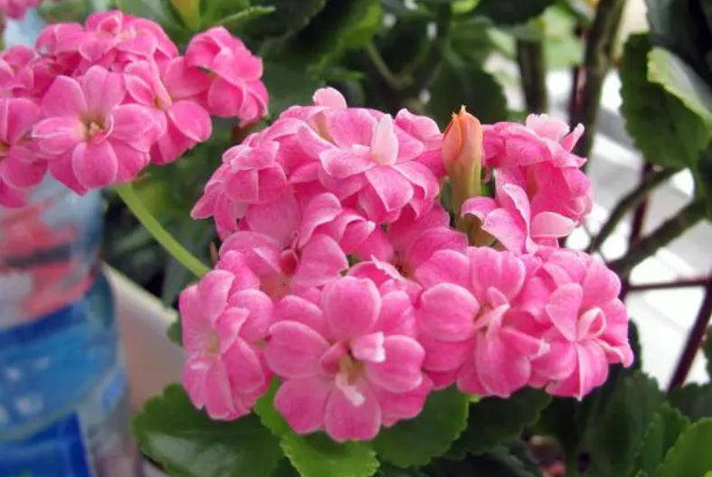 长寿花扦插的小苗为啥不长