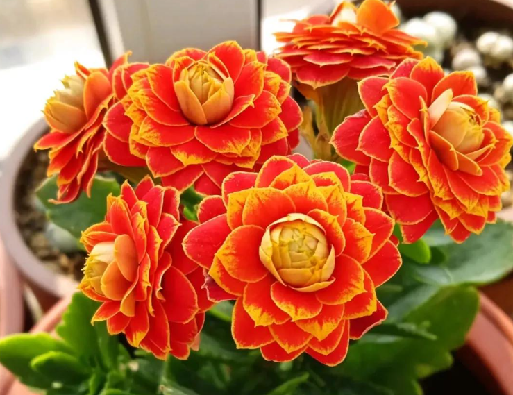 长寿花喜欢阳光还是阴的地方