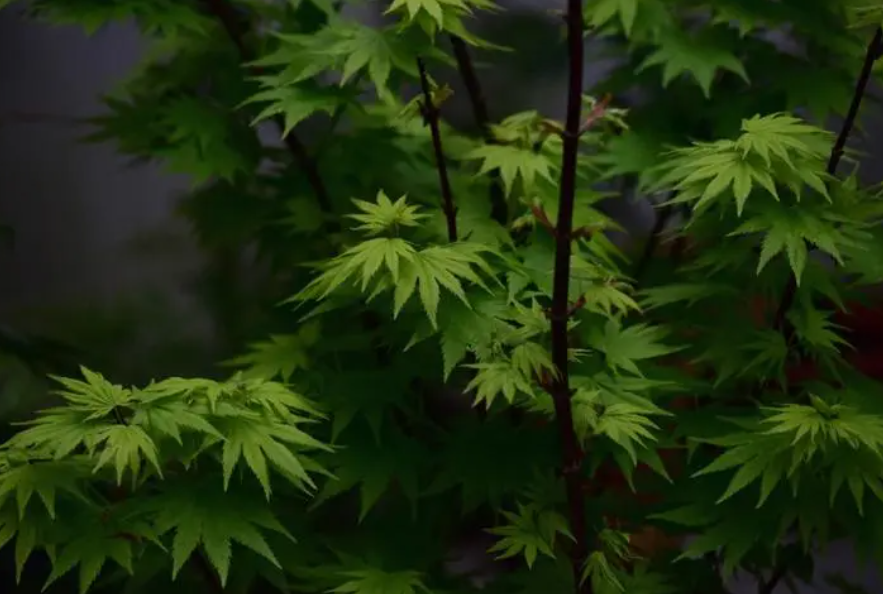 适合南方庭院种植的树木有哪些