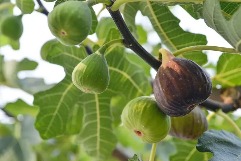 无花果的生活环境