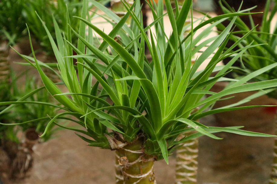 龙血树可以扦插水培吗