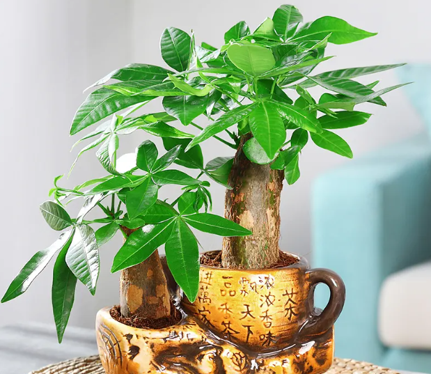 发财树分株的注意事项