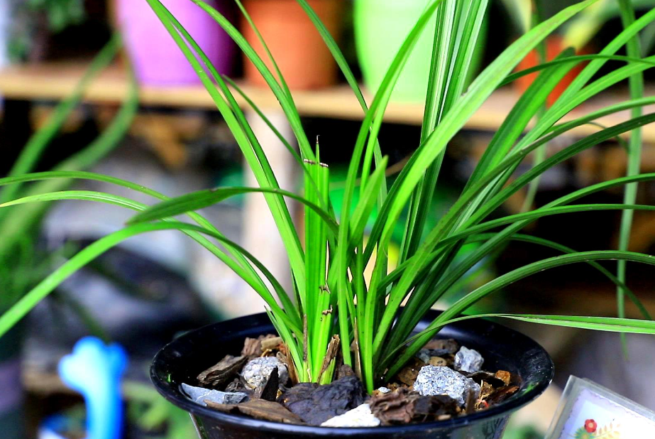 苗兰花种几寸盆