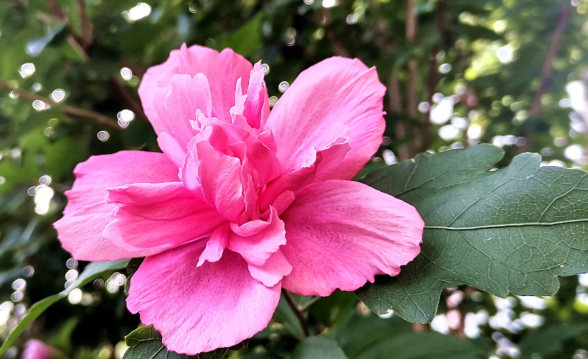 木槿花修剪得只剩主枝