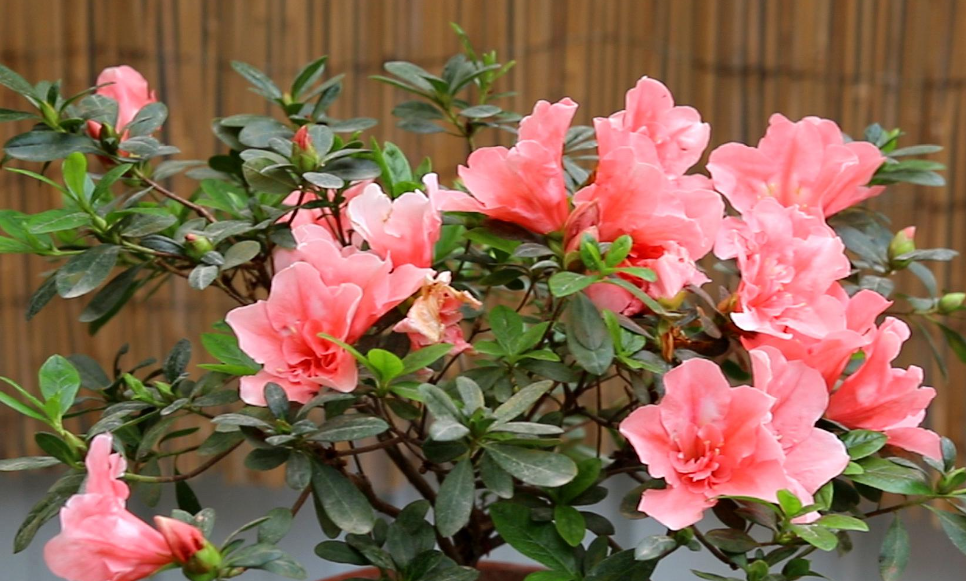 杜鹃花为什么不好养