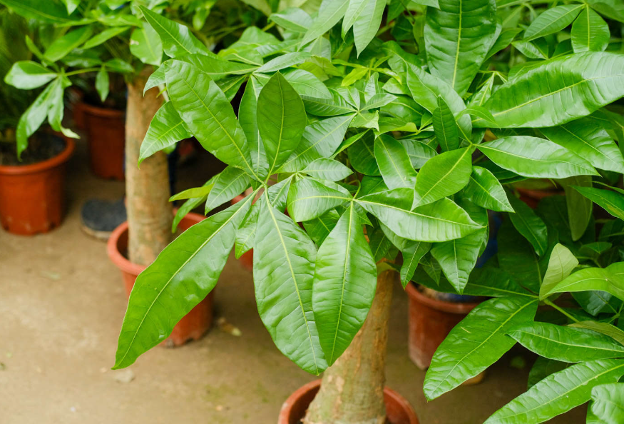 发财树怎么插枝育苗