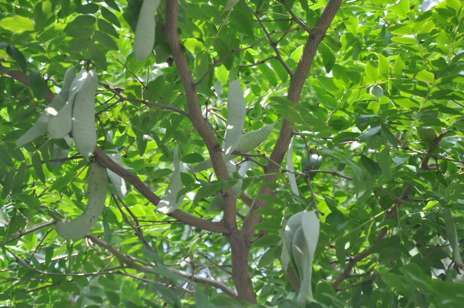 皂角树怎么修剪最简单