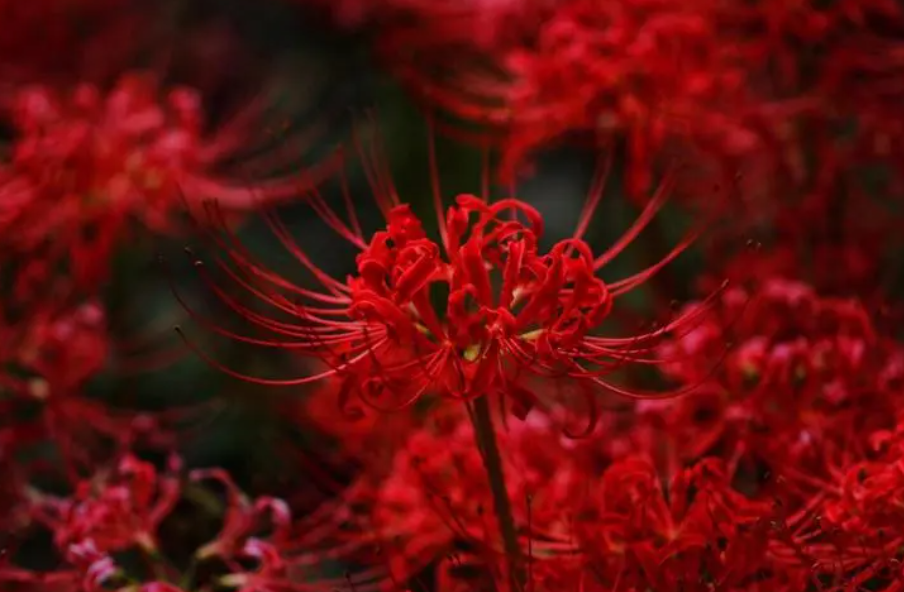 彼岸花的特征和寓意