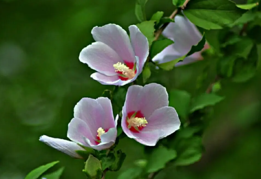 木槿花的繁殖方法和技巧