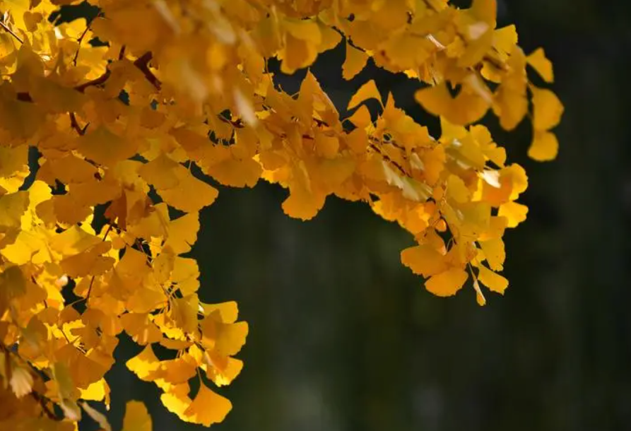 院内银杏树太高大怎么办