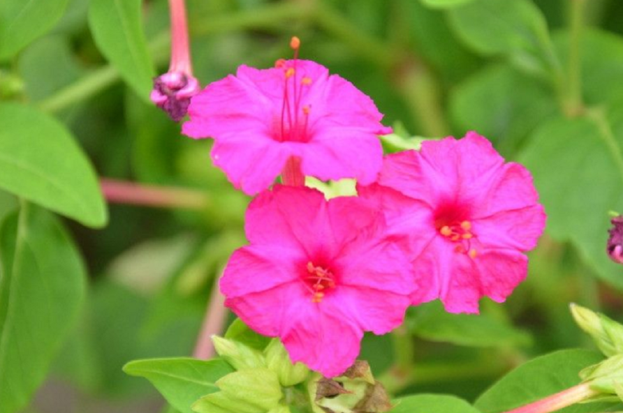 地雷花的种植方法