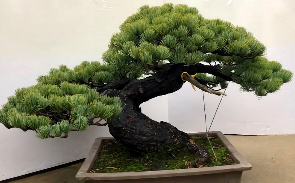 松树盆景能放在室内吗