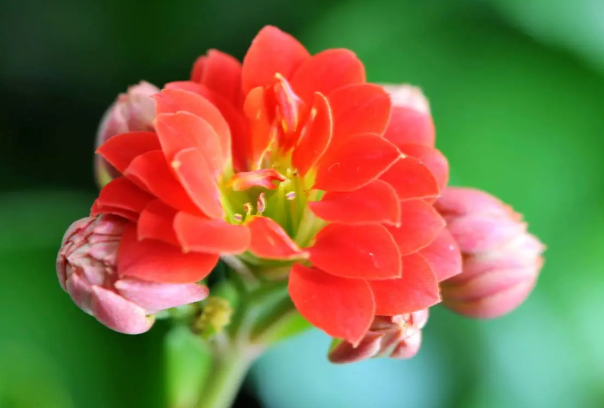 长寿花能见阳光吗