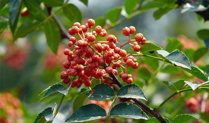 种花椒树苗的种植方法